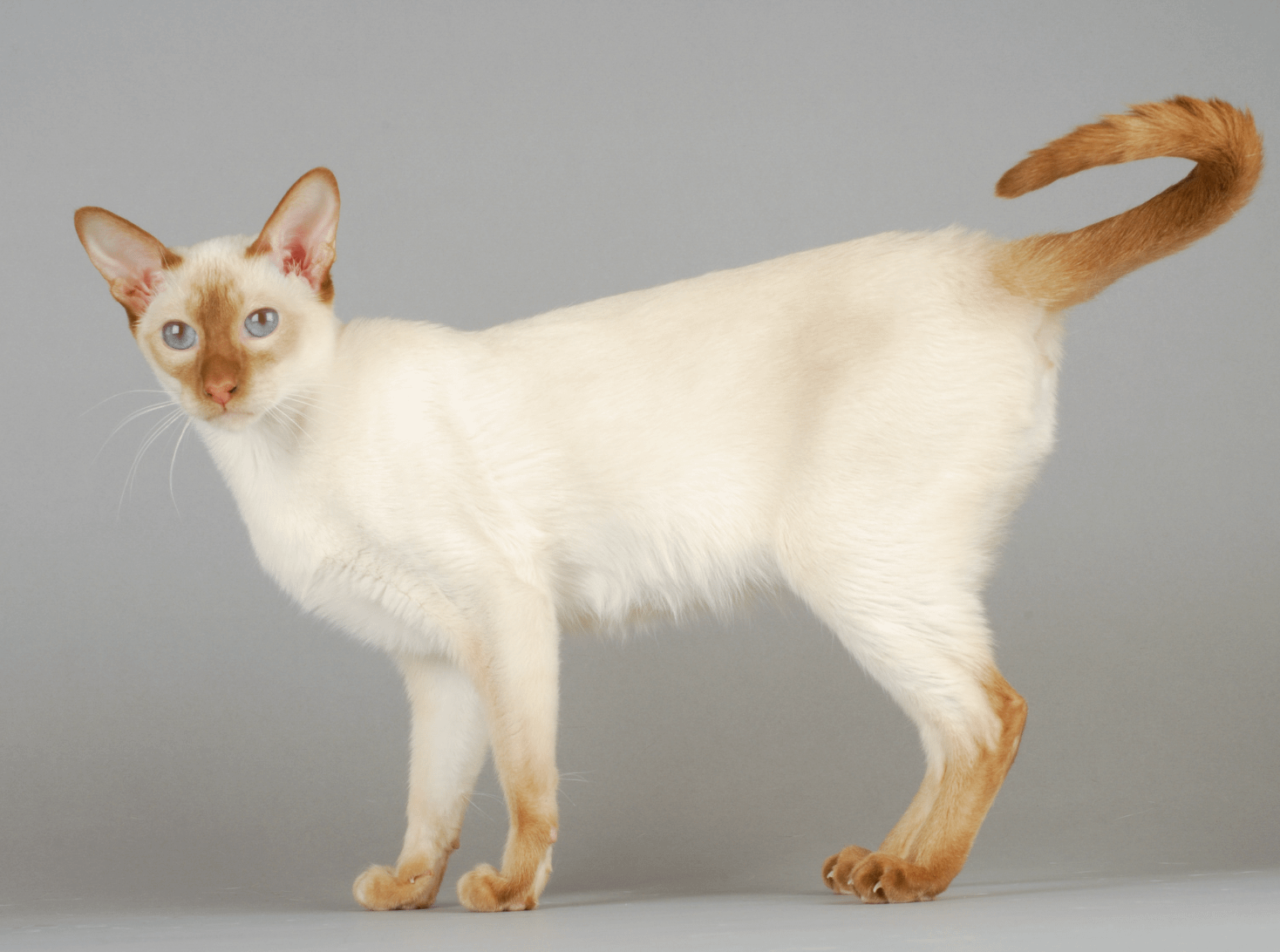red point Siamese cat