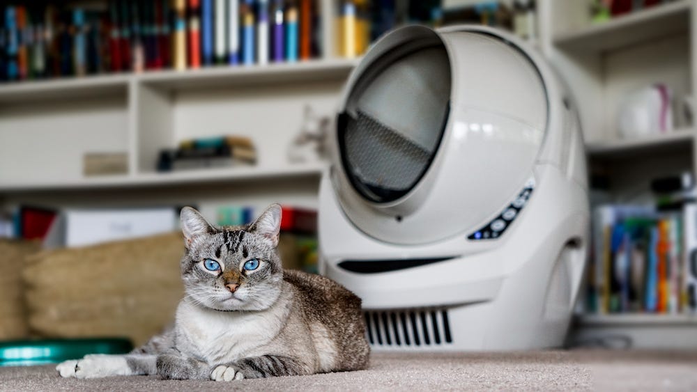 tabby point Siamese cat in front of Litter-Robot 3 Connect