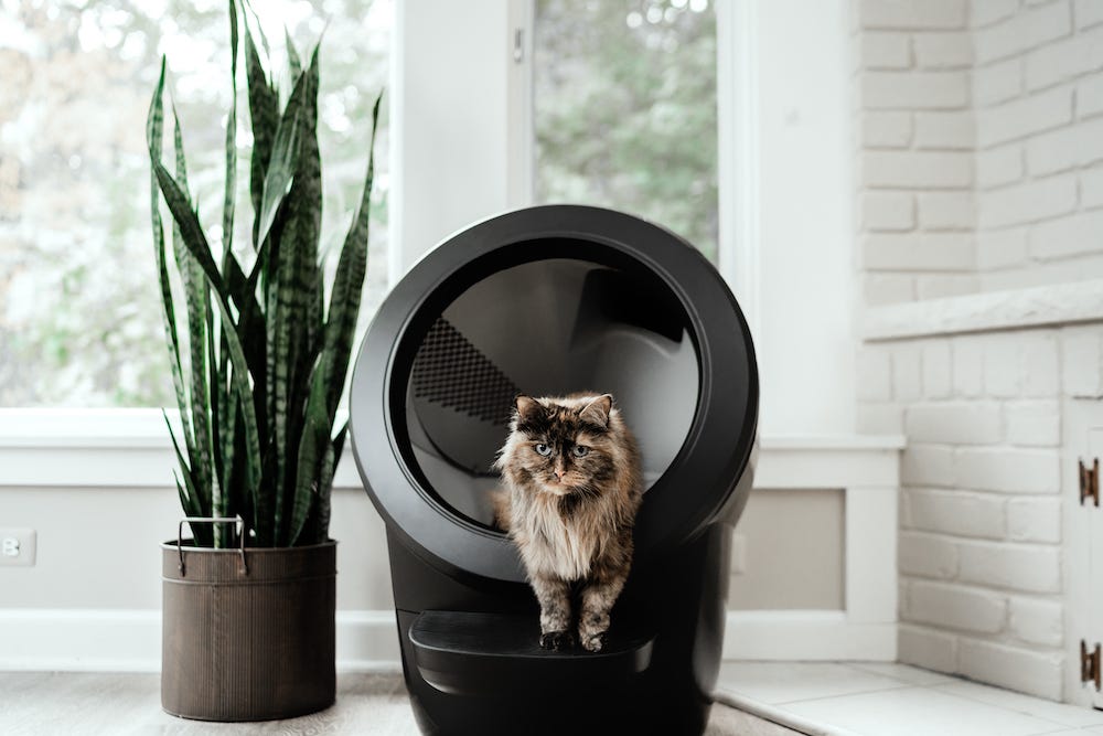 tortie Siberian cat inside Litter-Robot 4 the self cleaning litter box