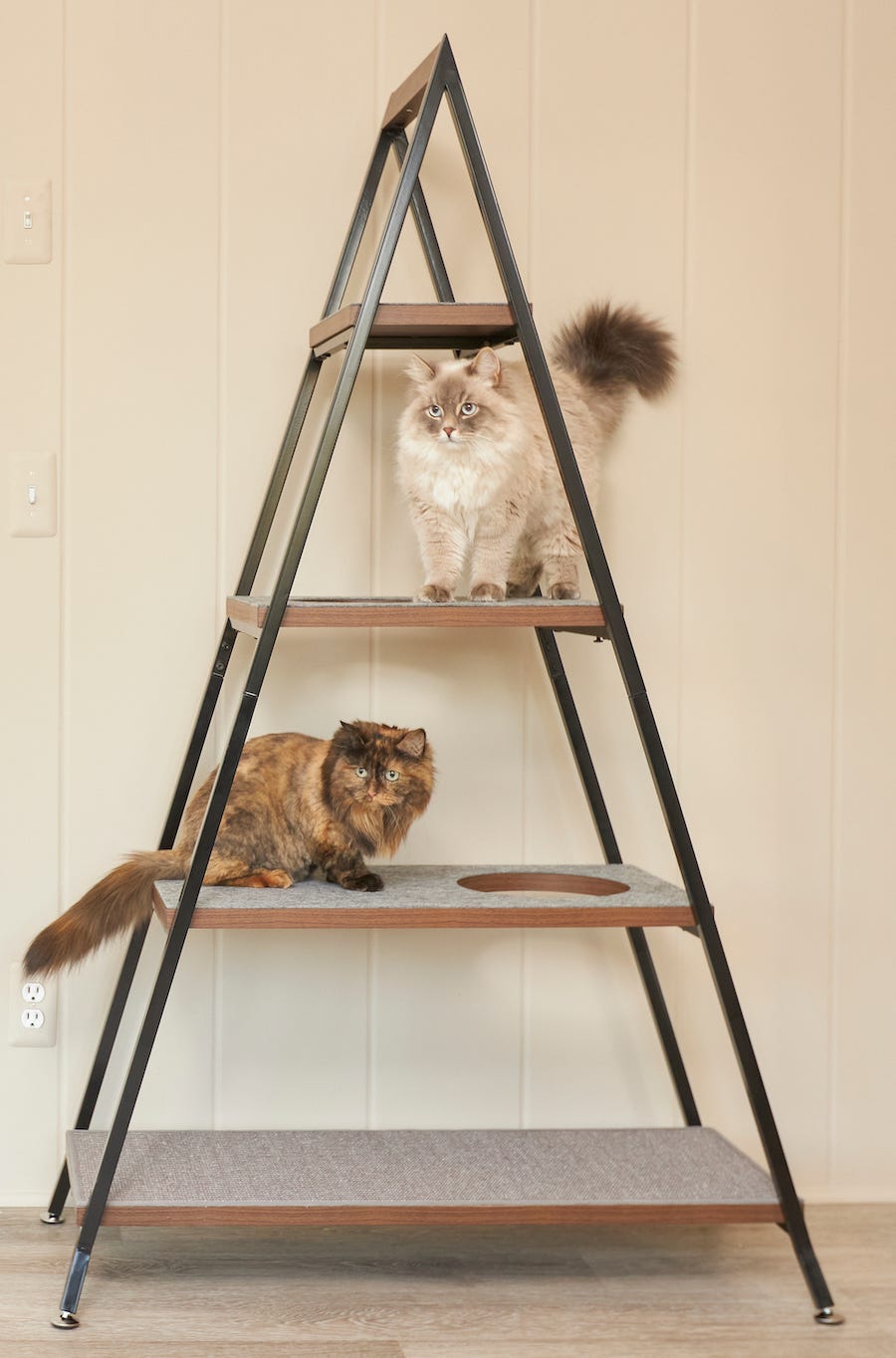 Siberian cats on cat tree