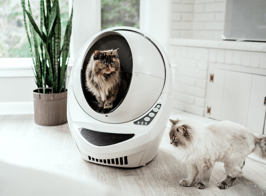 Siberian cats in and next to Litter-Robot