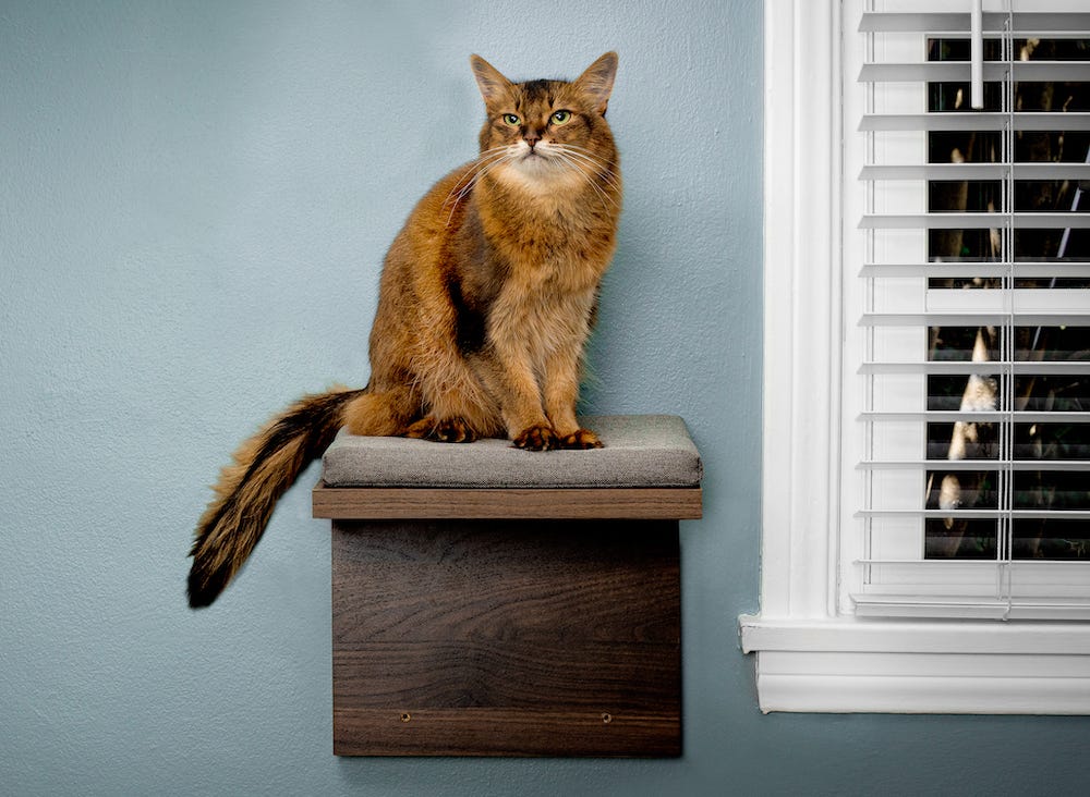 Somali cat on shelf next to window