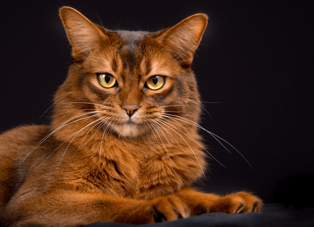 Somali cat with golden eyes