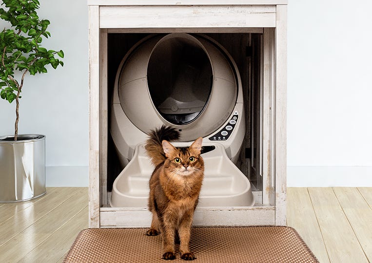 Somali with Litter-Robot and credenza