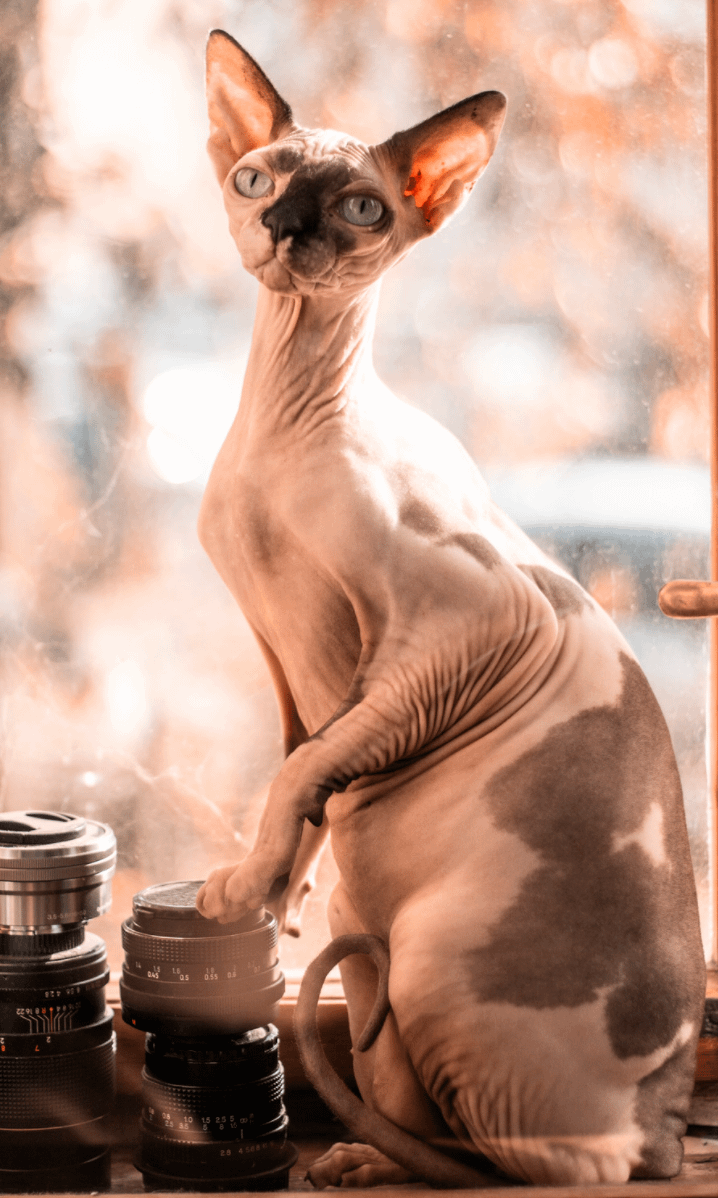 Sphynx cat in window