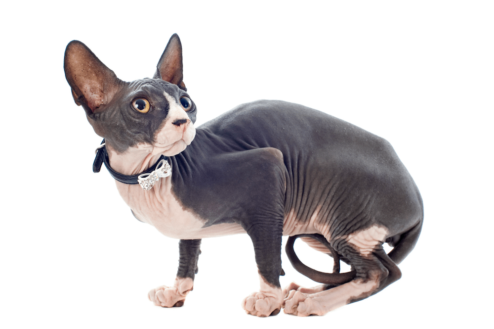 bicolor Sphynx cat