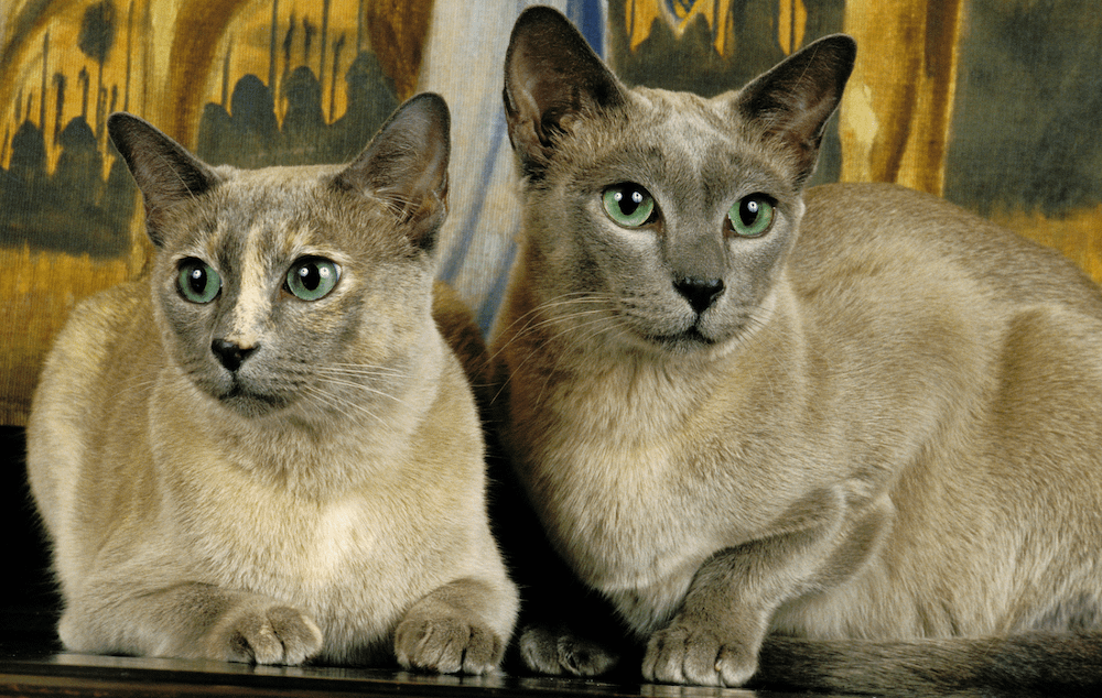 two Tonkinese cats