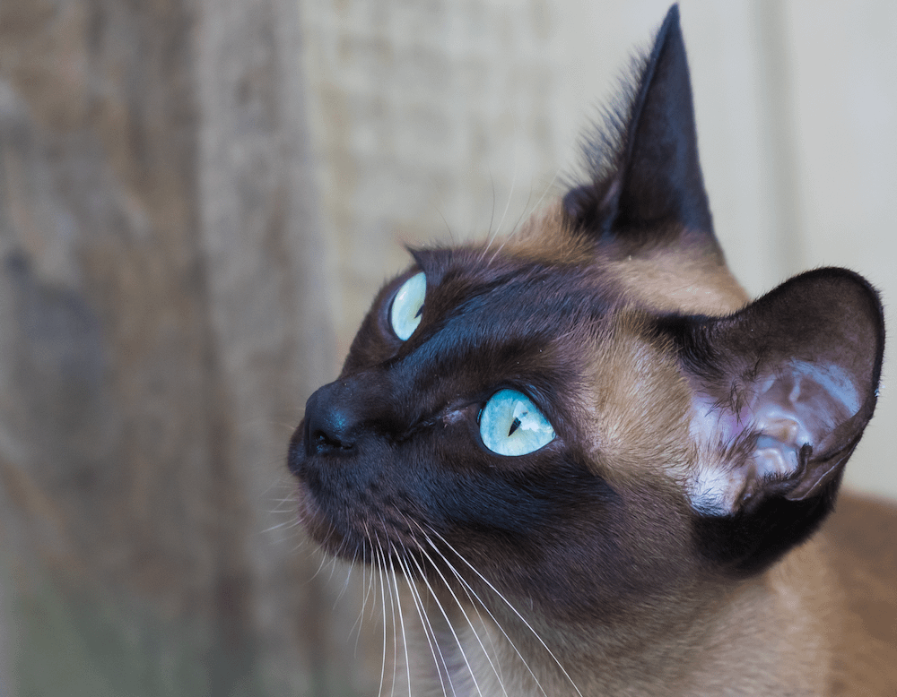 Tonkinese cat with aqua eyes