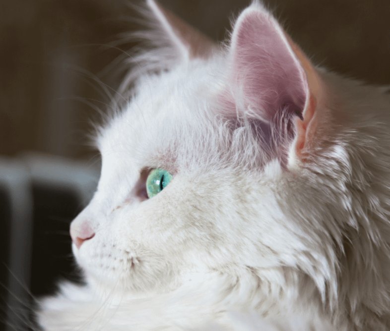 side profile of Turkish Angora cat