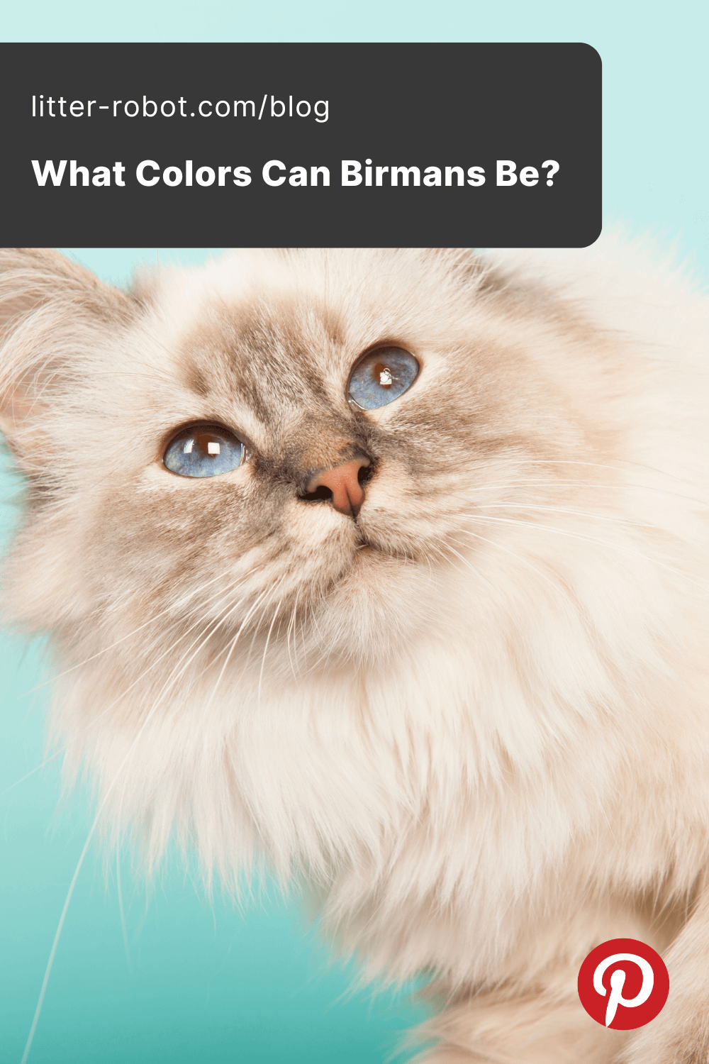 What Colors Can Birman Cats Be? LitterRobot