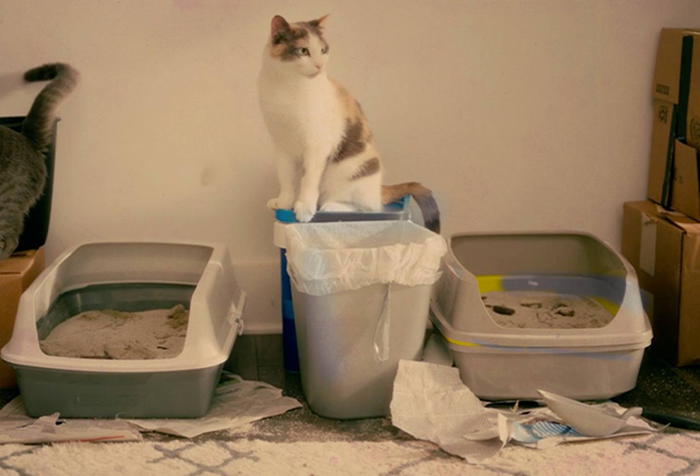 Cat with dirty old litter boxes