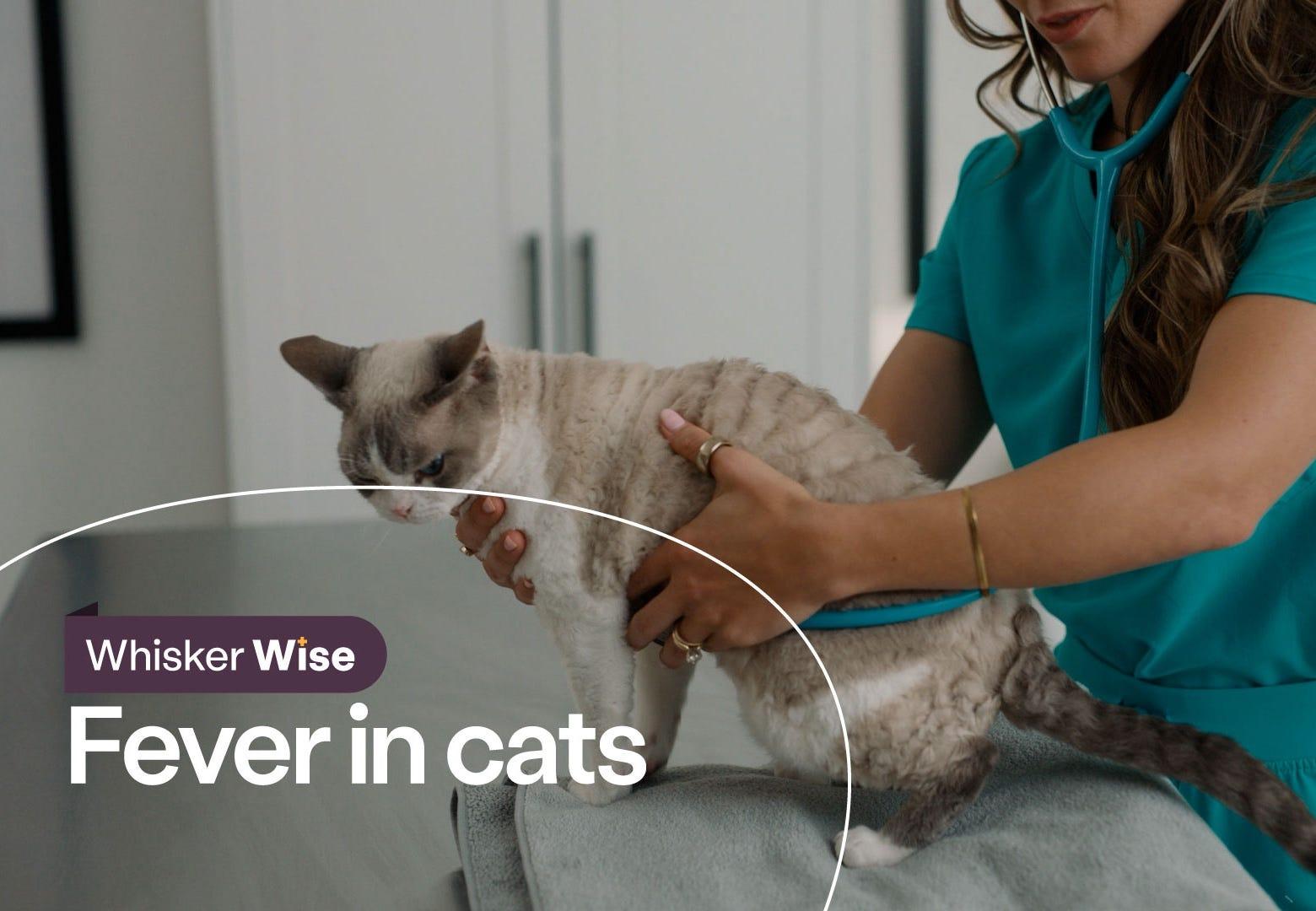 Dr. Anna Foster examining Devon Rex cat