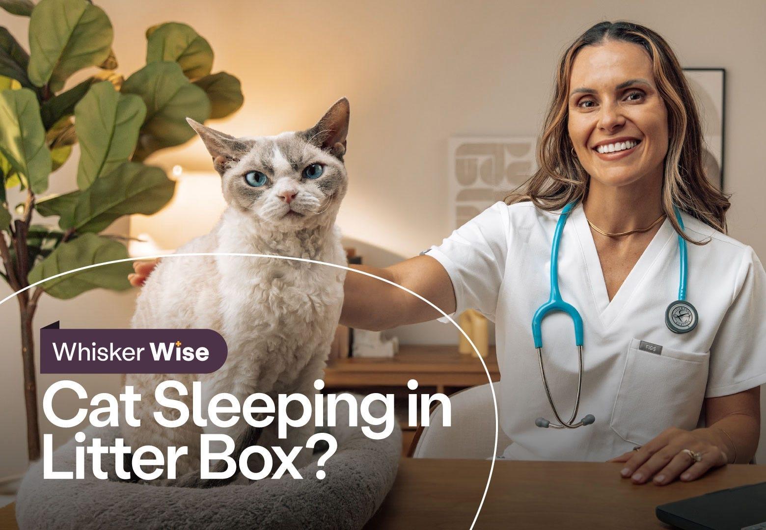 Dr. Anna Foster petting Devon Rex cat