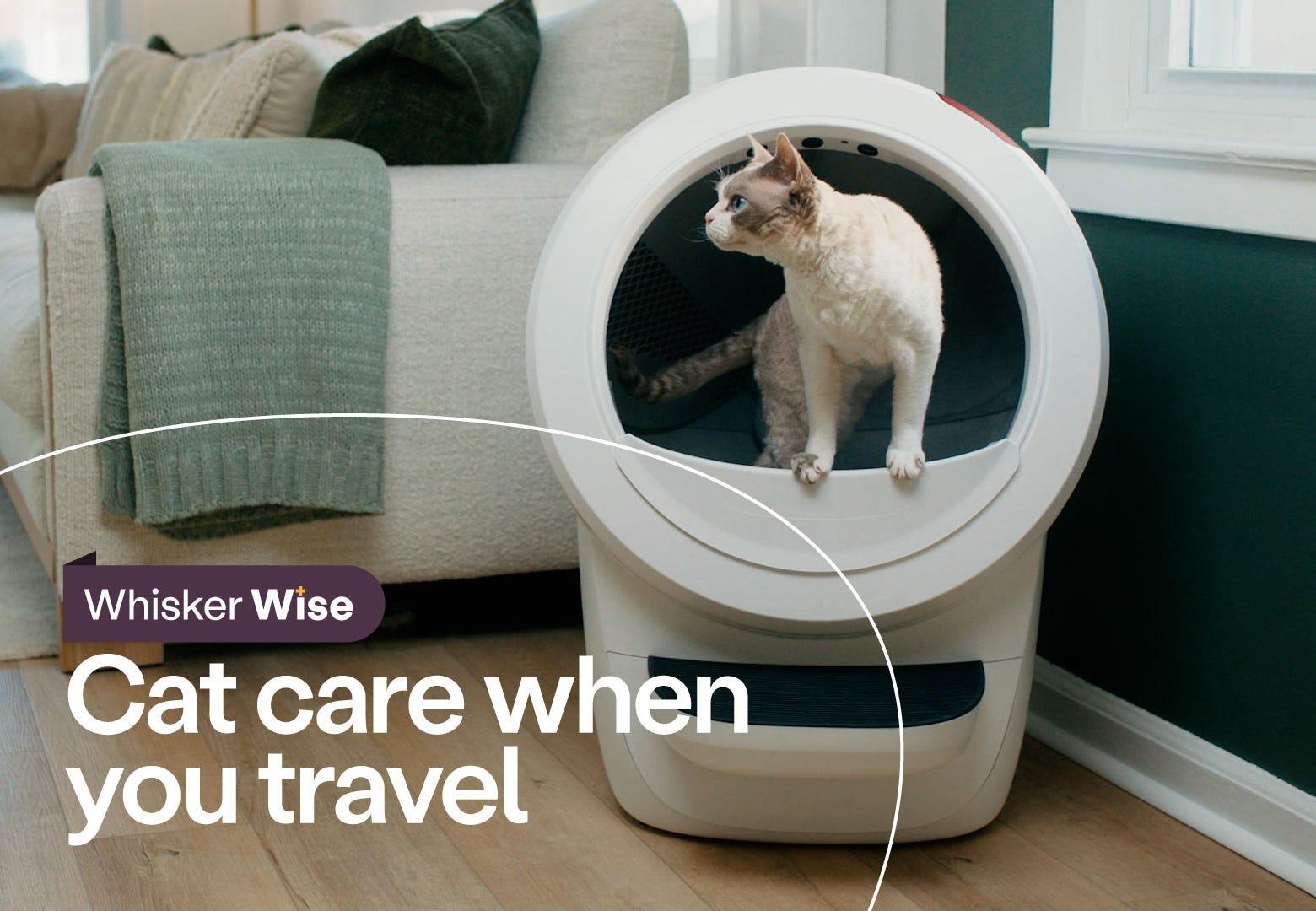 Devon Rex cat using Litter-Robot 4