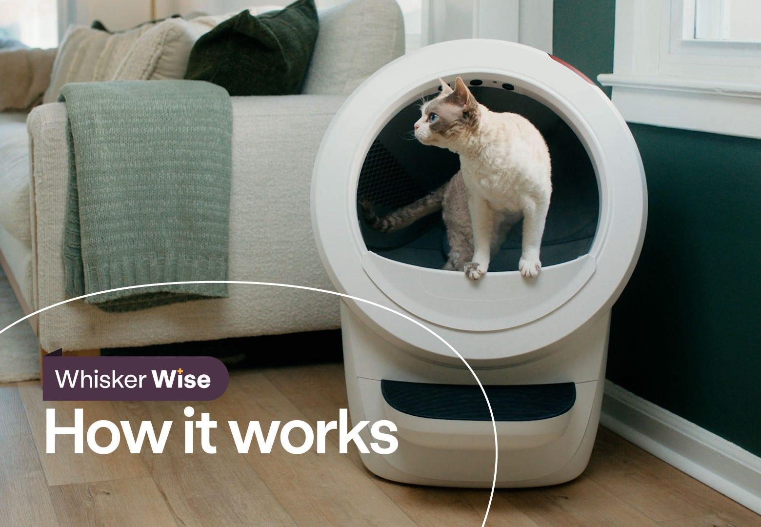 Devon Rex cat using Litter-Robot 4
