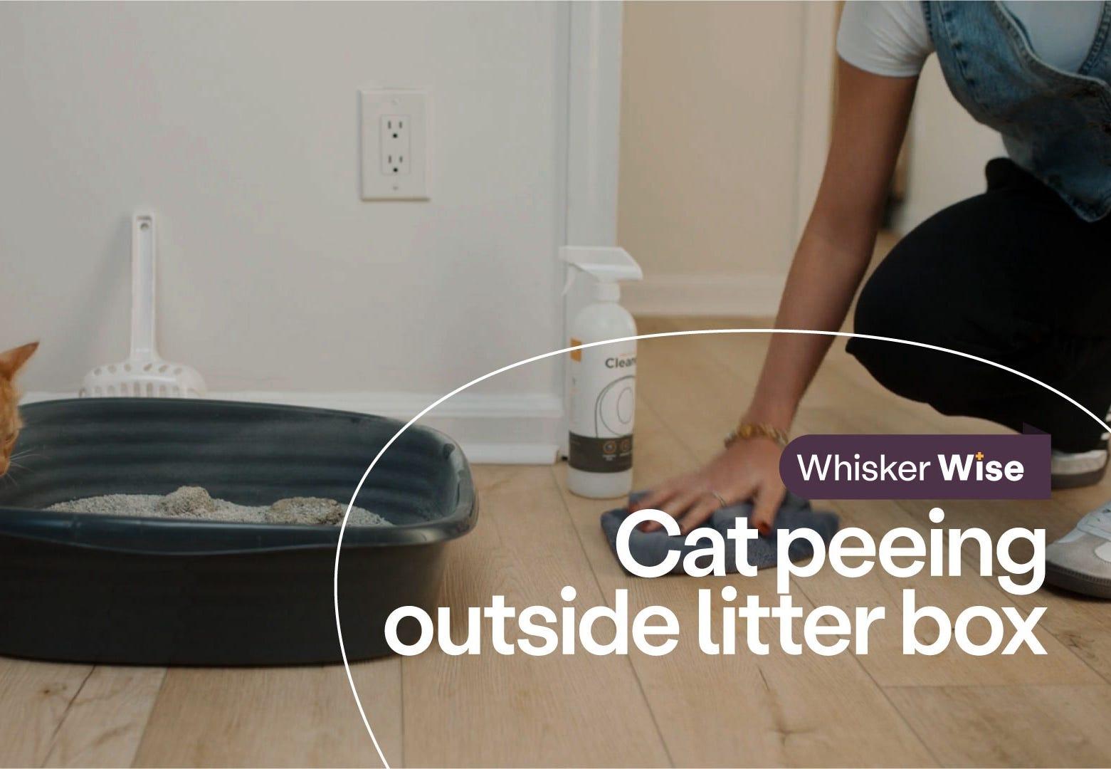 Dr. Anna Foster cleaning pee outside litter box