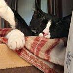 User submitted image for review