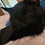 User submitted image for review