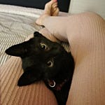 User submitted image for review