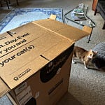 User submitted image for review