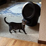 User submitted image for review