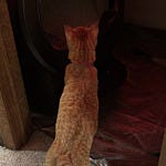 User submitted image for review