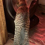 User submitted image for review