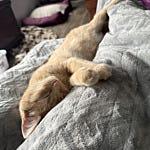 User submitted image for review