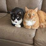 User submitted image for review