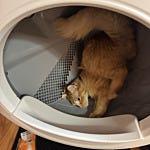 User submitted image for review