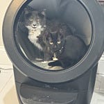 User submitted image for review