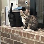 User submitted image for review