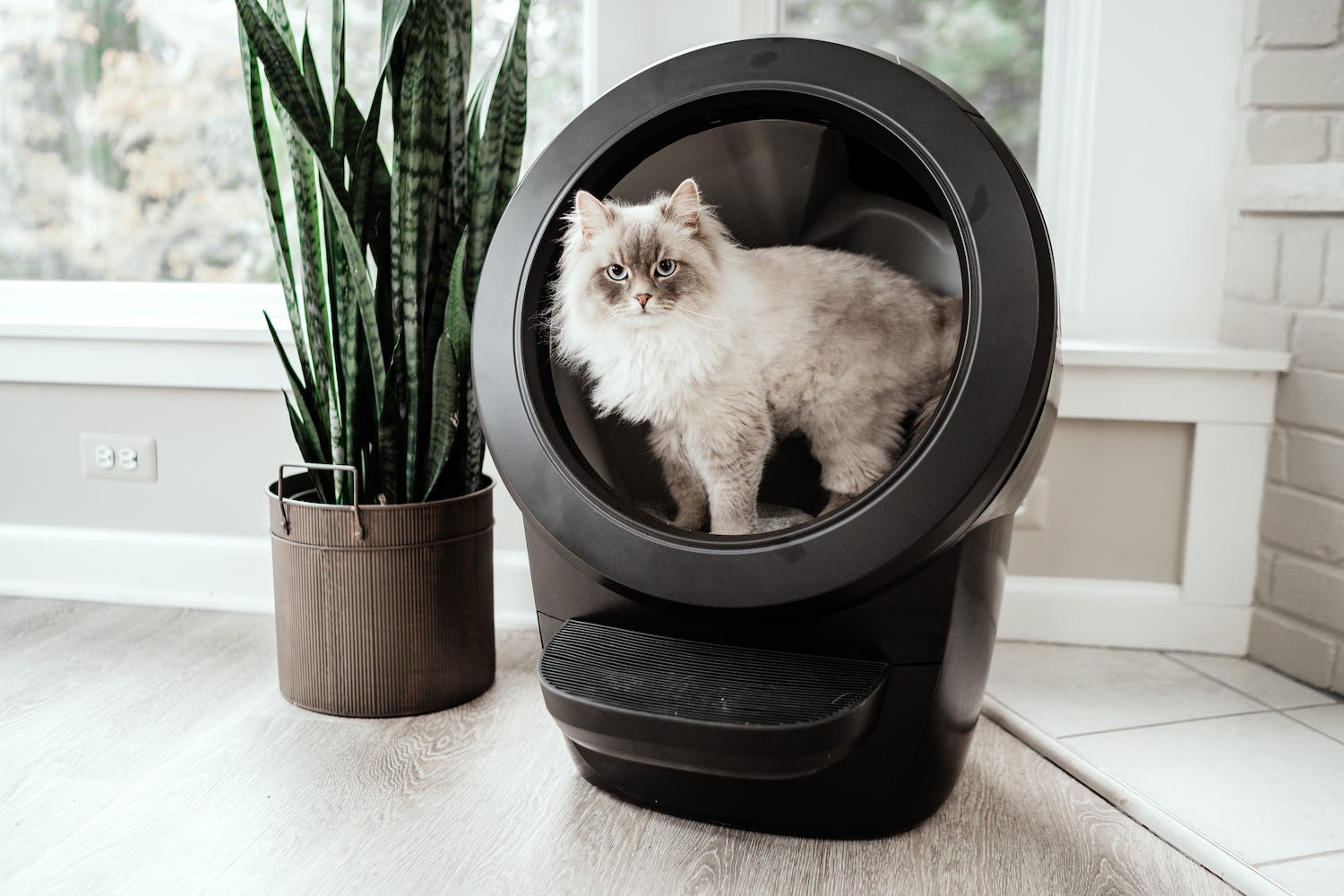Siberian cat inside black Litter-Robot 4 next to plant