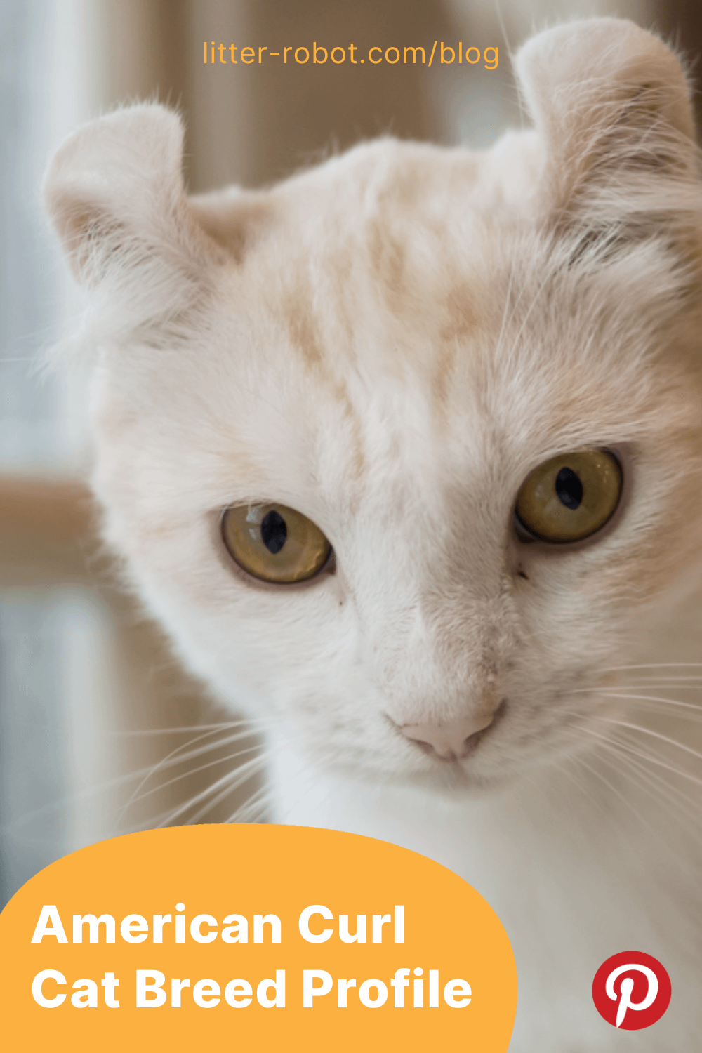 American Curl cat breed profile pinterest pin