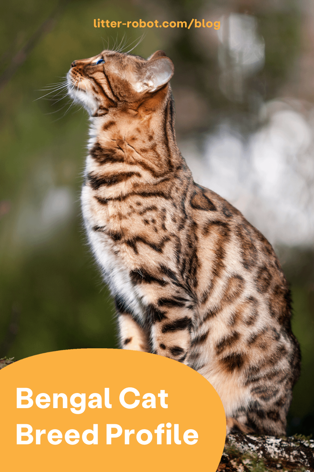 Bengal cat breed pinterest pin