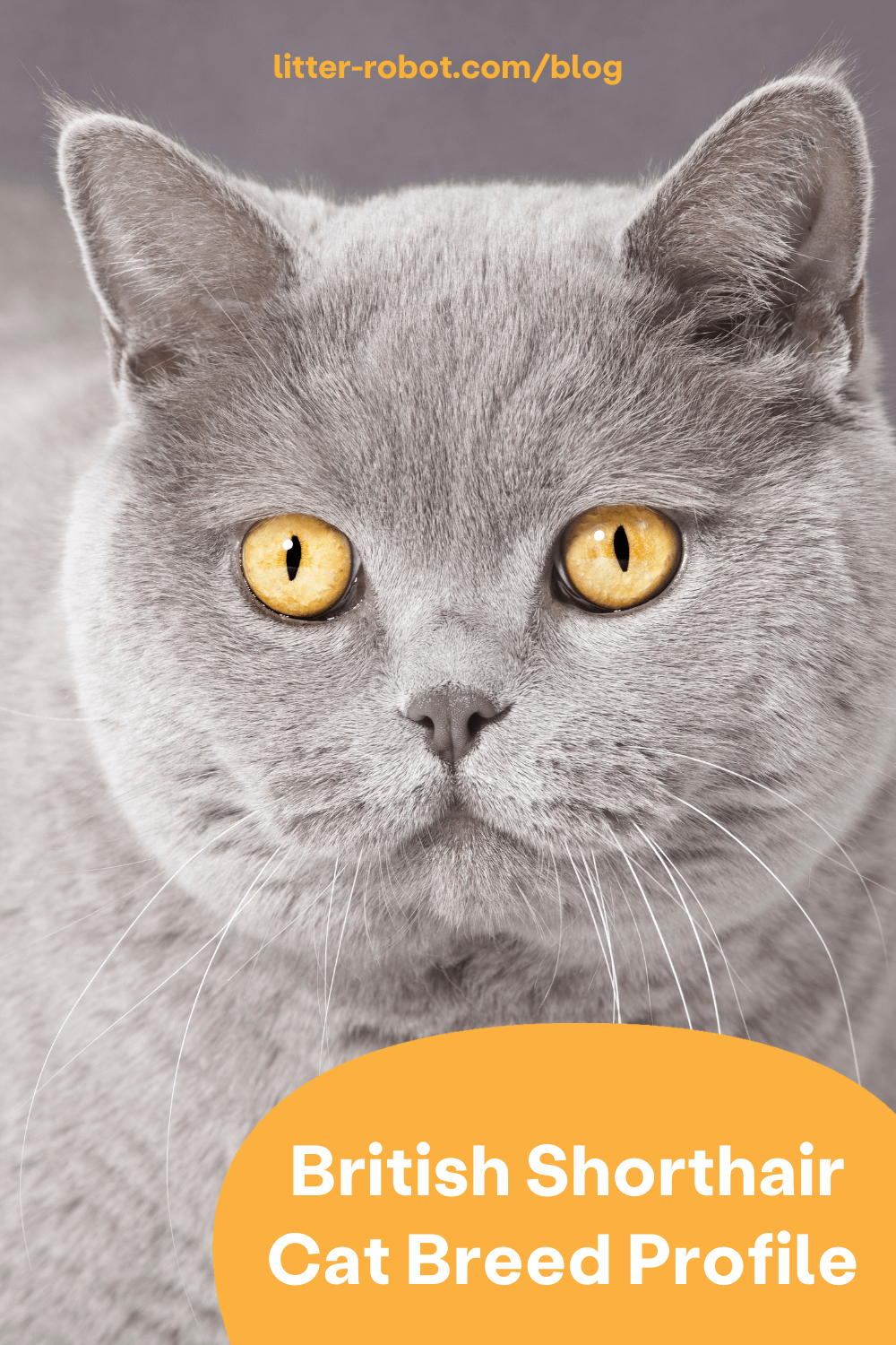 British Shorthair cat breed profile pinterest pin