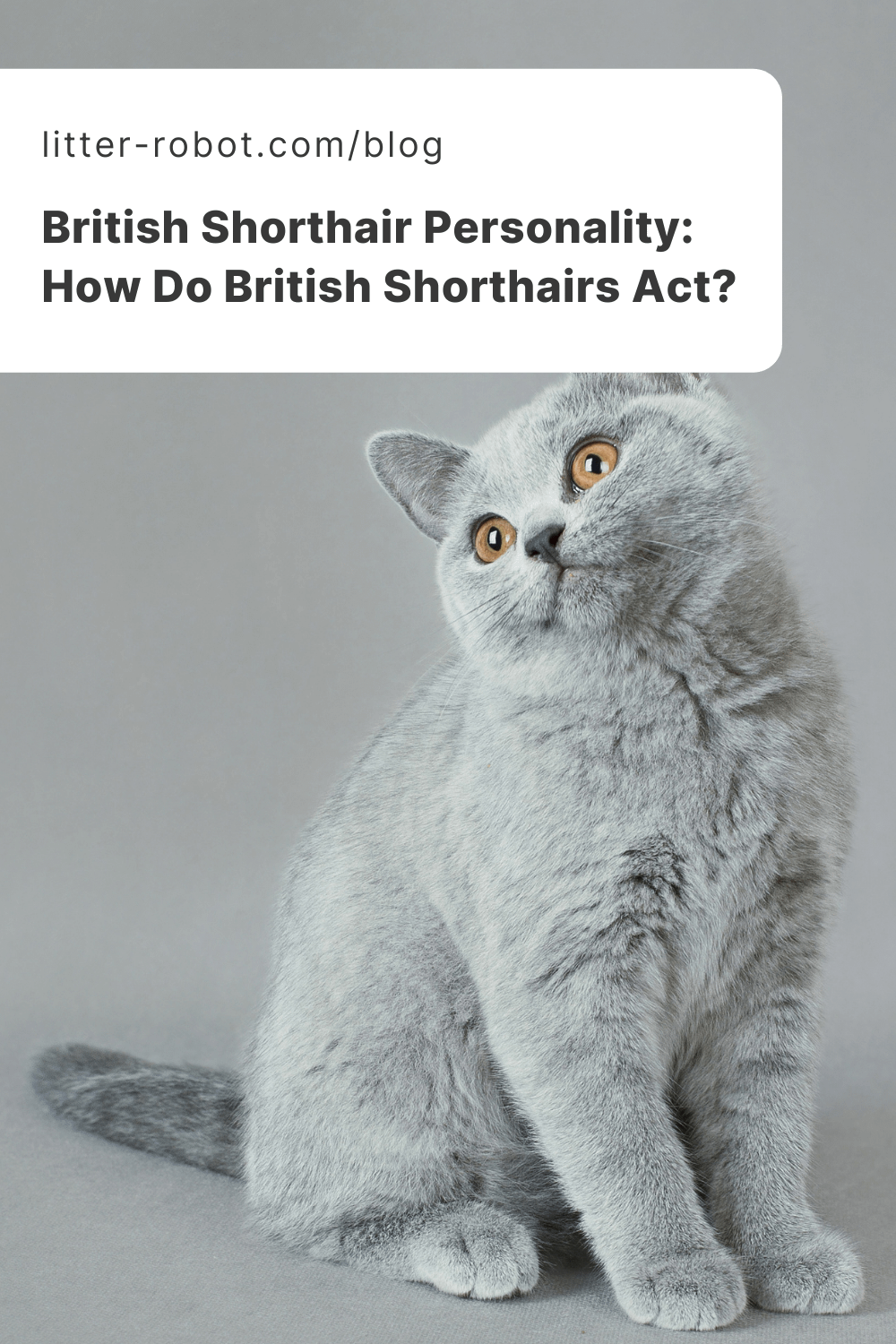 British Shorthair personality pinterest pin