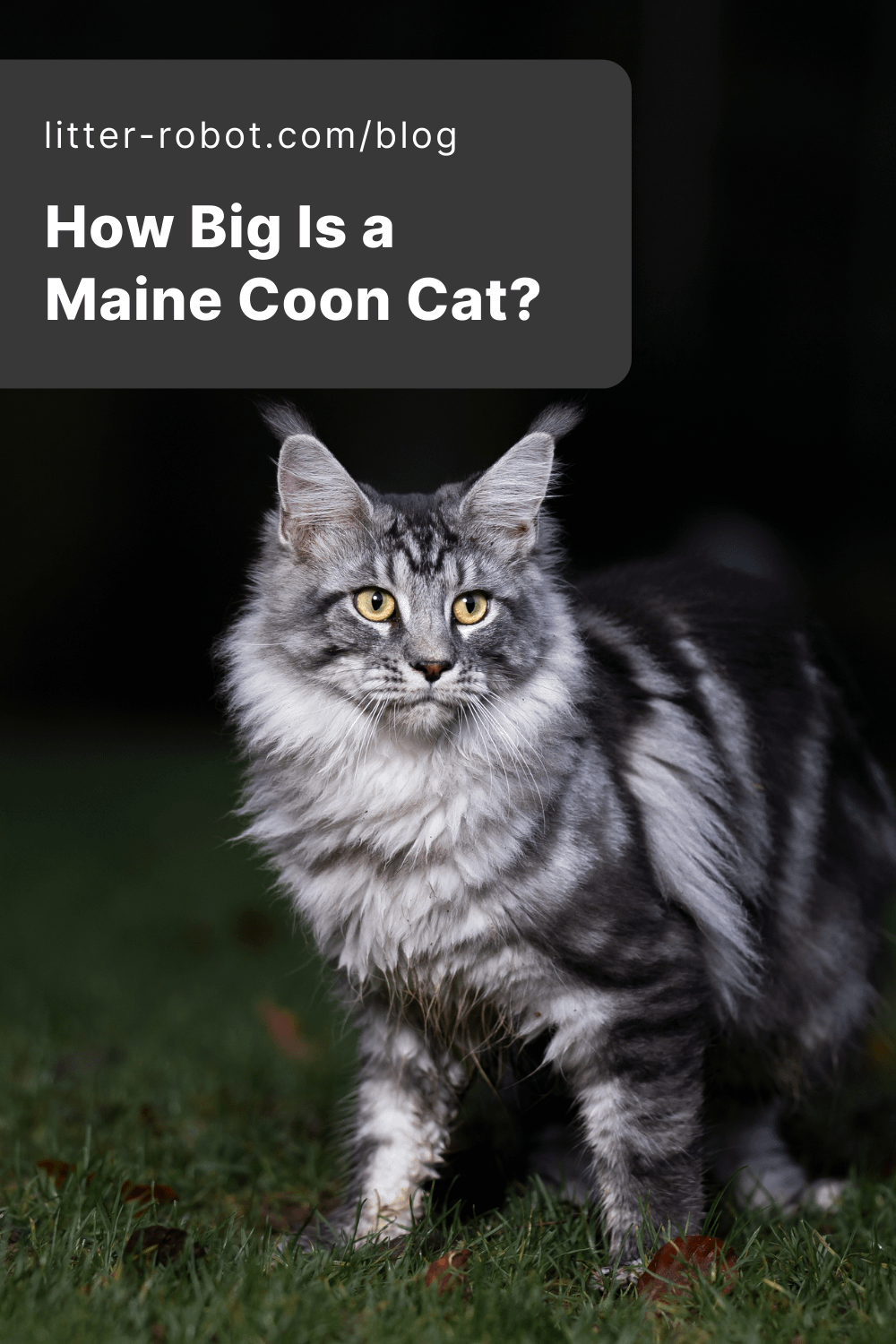 Maine Coon cat pinterest pin