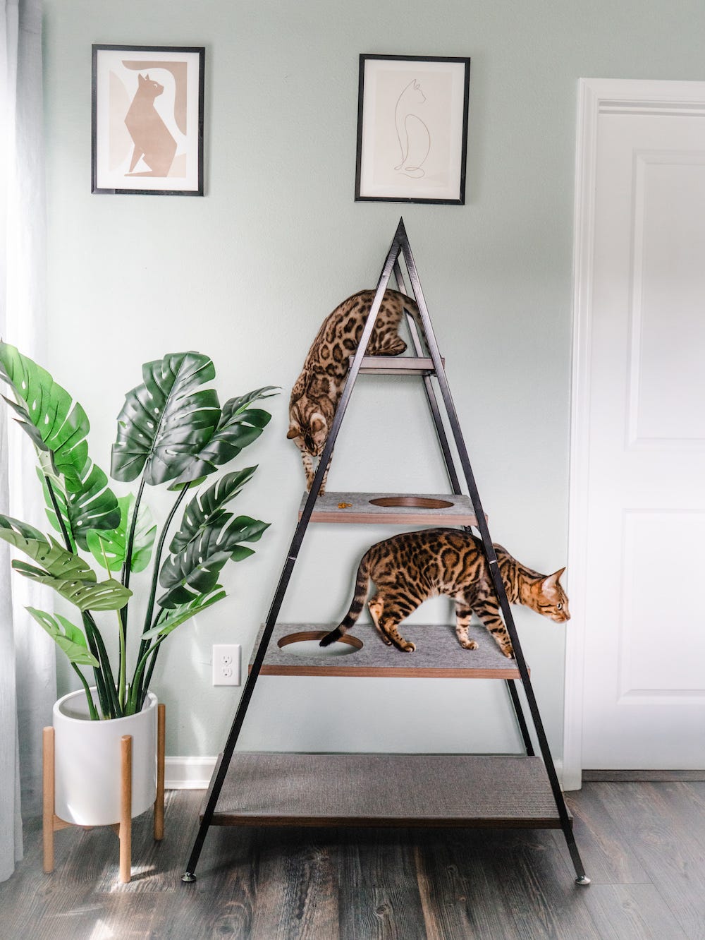 Two bengal cats climbing cat tree pyramid