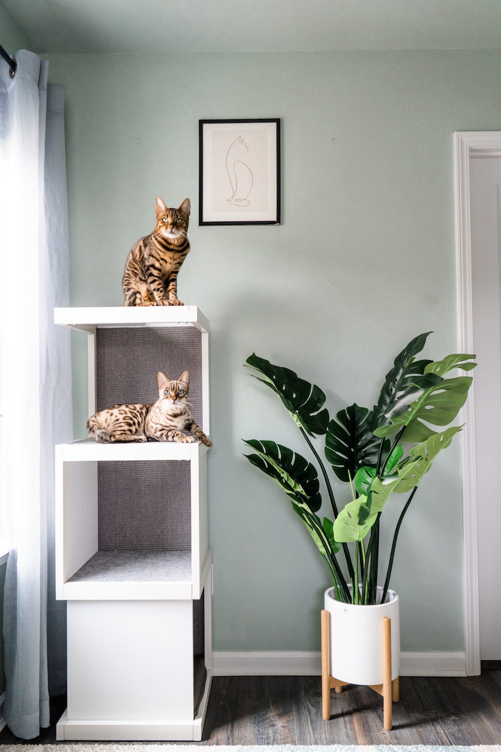 two Bengal cats on cat tree cat tower
