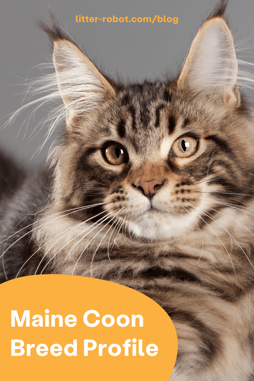 Maine Coon Cat Breed Guide and Profile