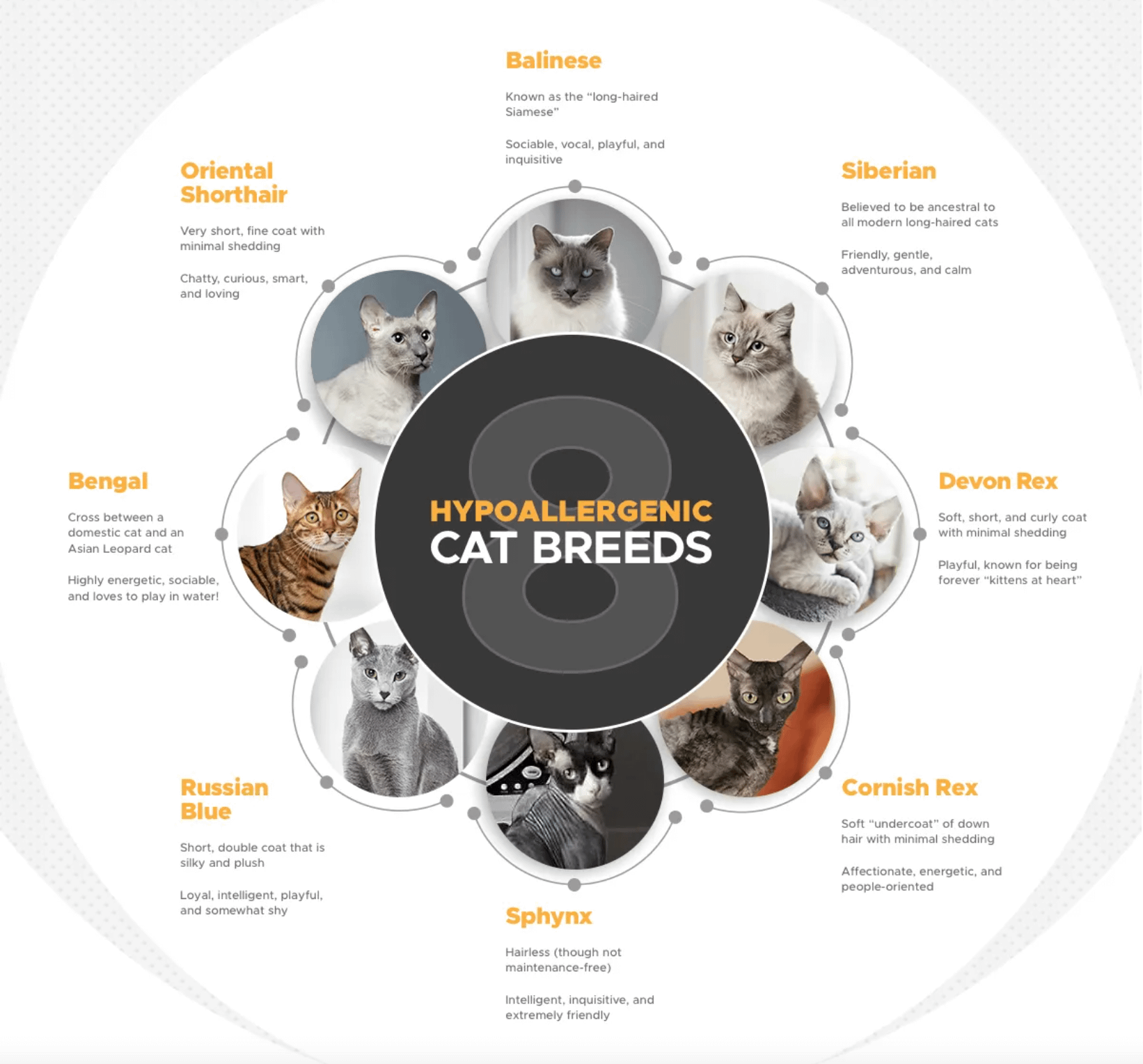 8 hypoallergenic cat breeds infographic