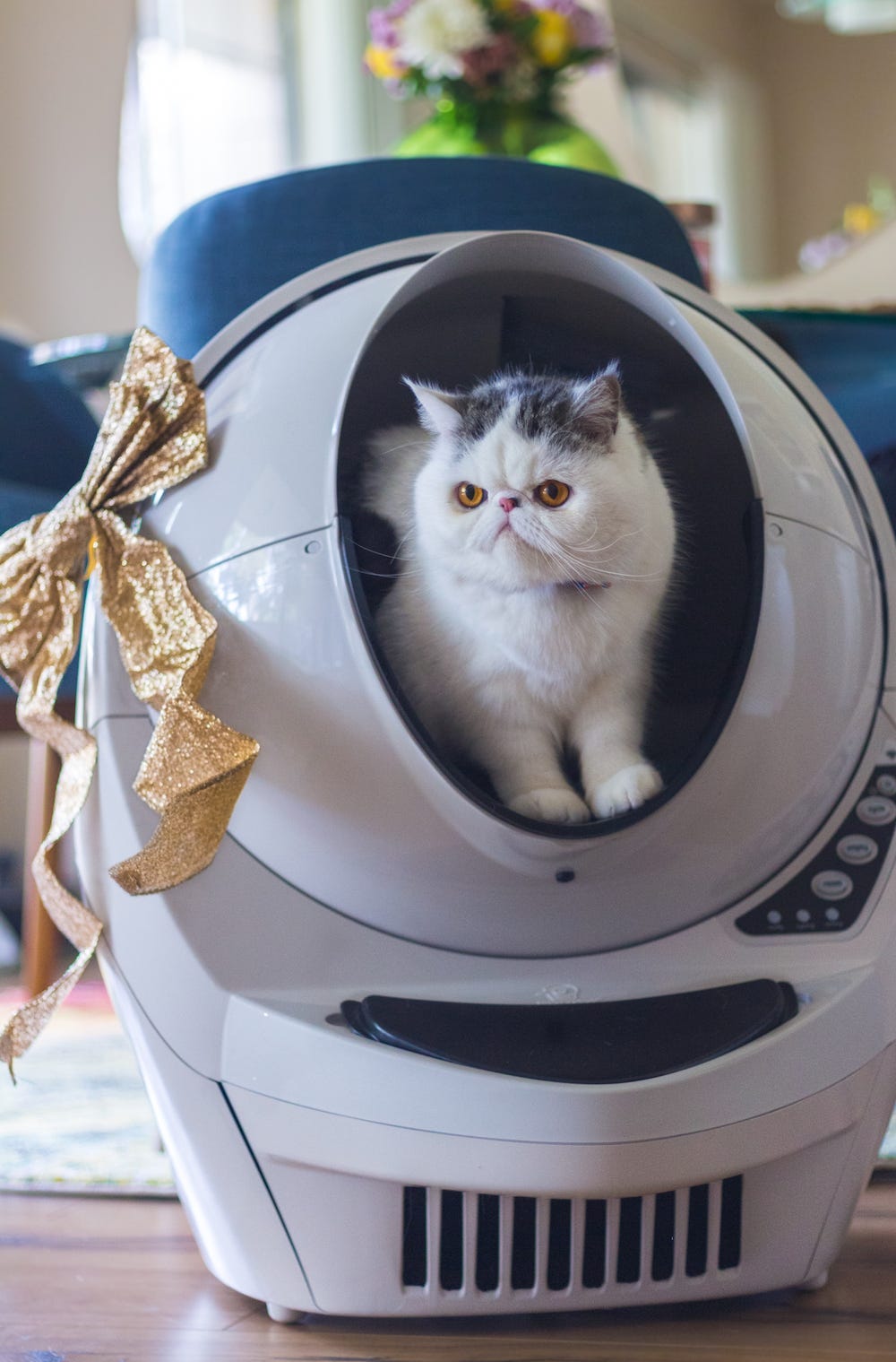 Exotic Shorthair cat in Litter-Robot self-cleaning litter box
