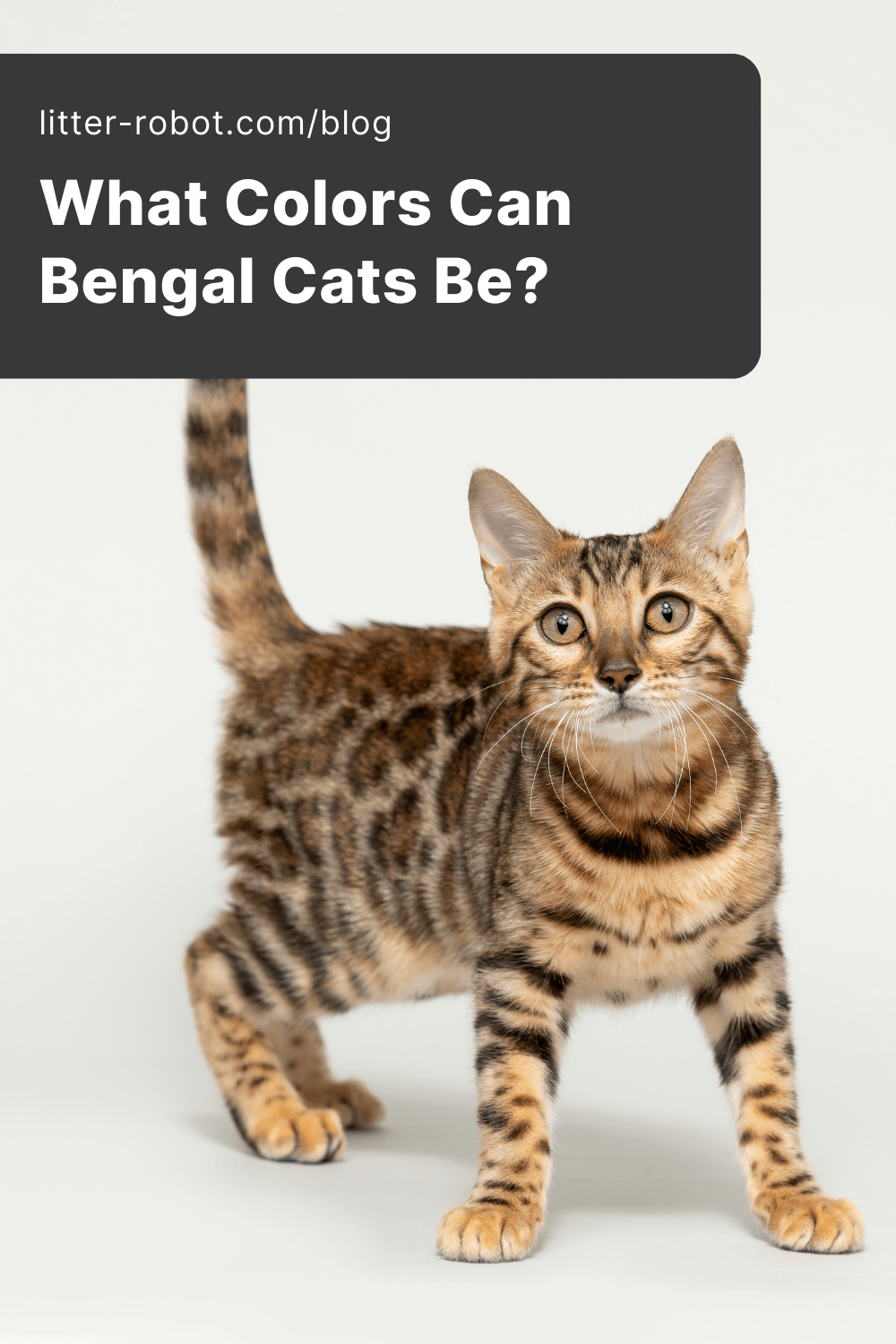 Bengal Cat Colors 6 Common to Rare Coat Colors Patterns