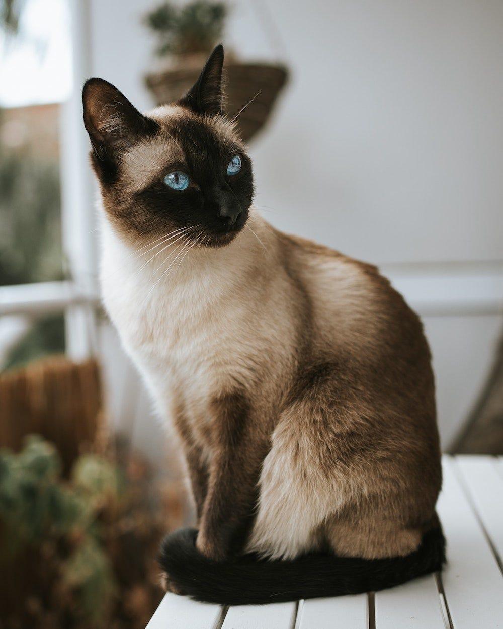 Why Do Some Siamese Cats Have Long Faces Why Do Some Siamese Cats Have Long Faces