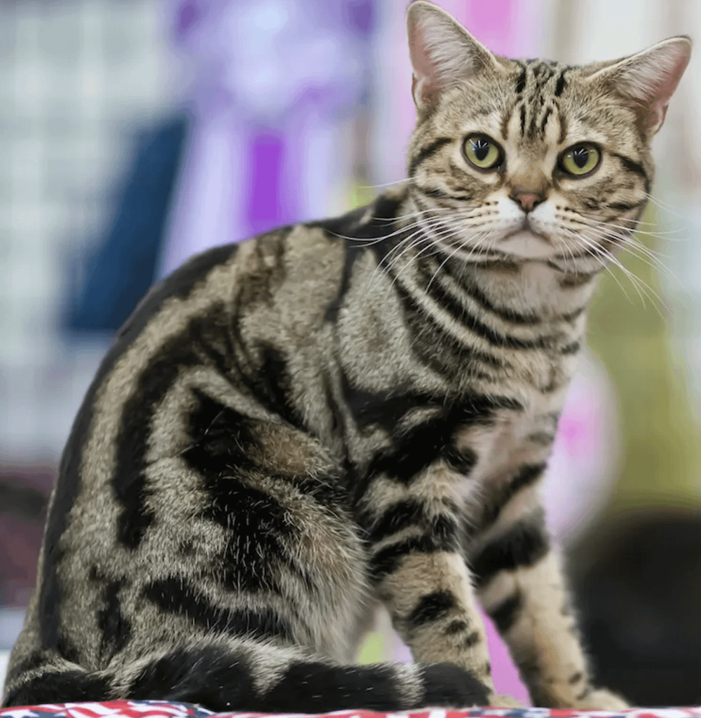 American Shorthair cat