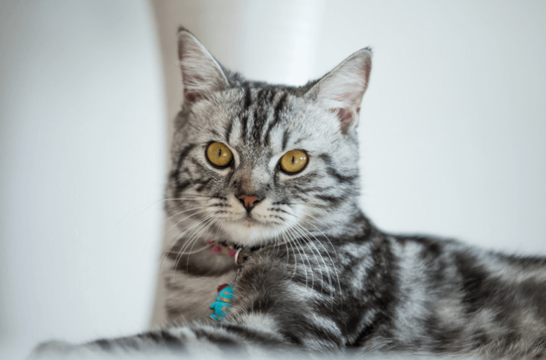 American Shorthair cat