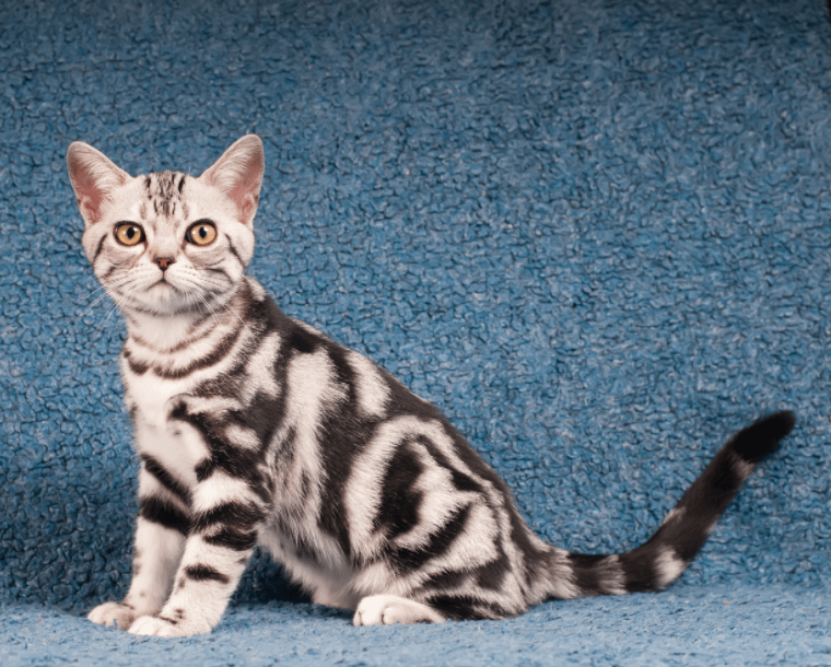 American Shorthair cat