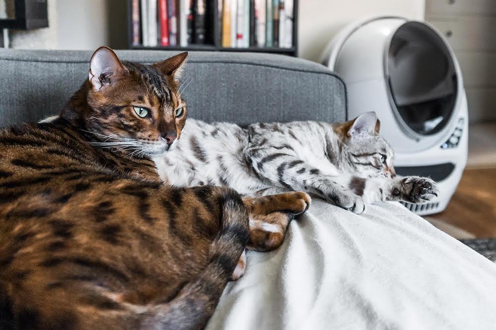 Two bengal cats lying near Litter-Robot