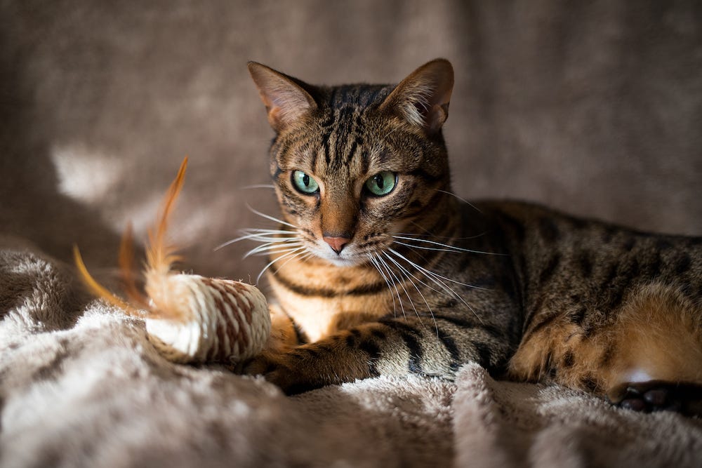 Bengal cat with feather toy